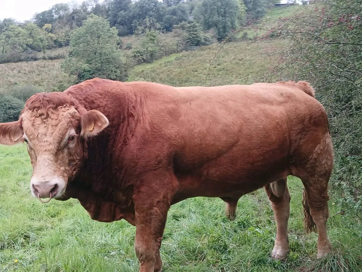 5 star limousin bull - Image 3