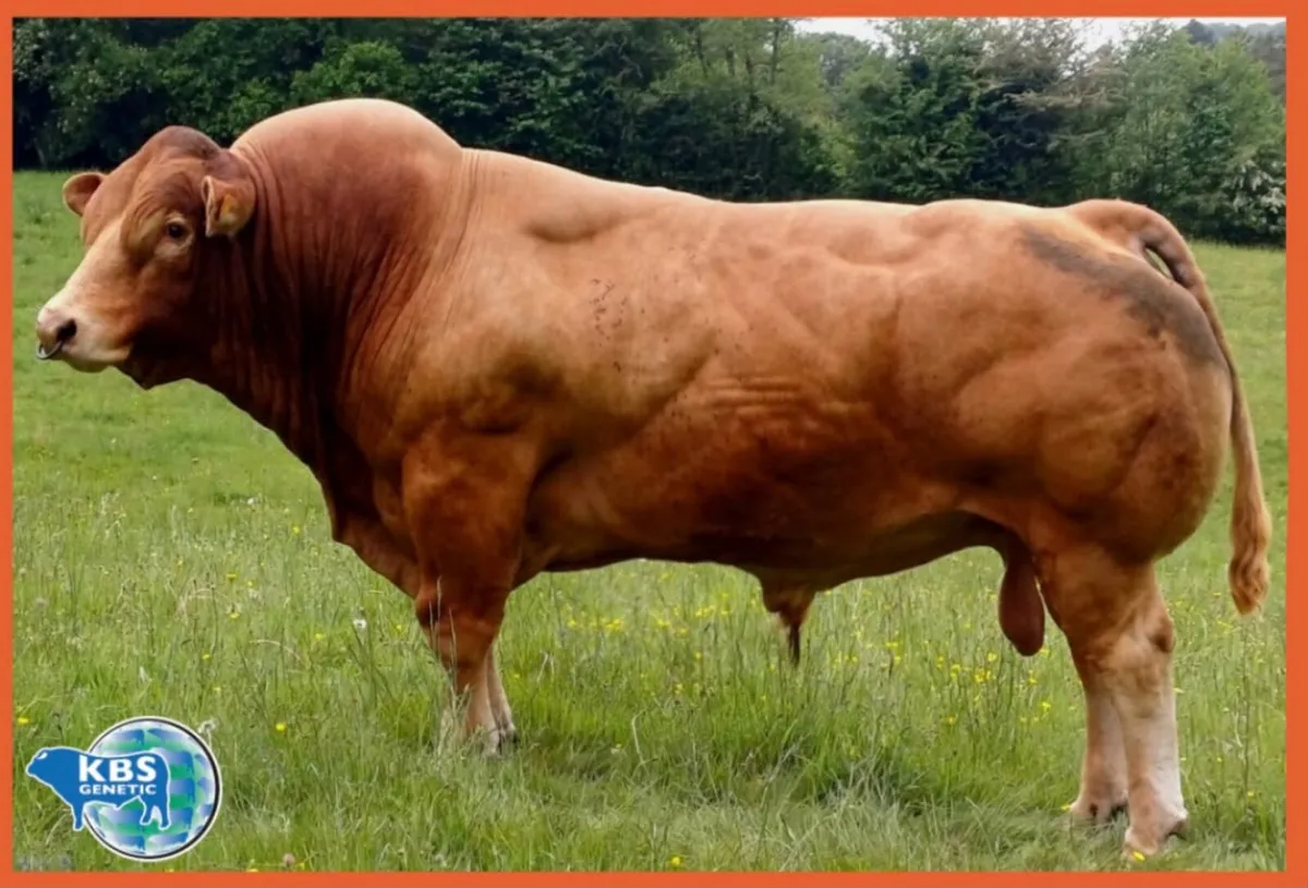 5 star limousin bull - Image 4
