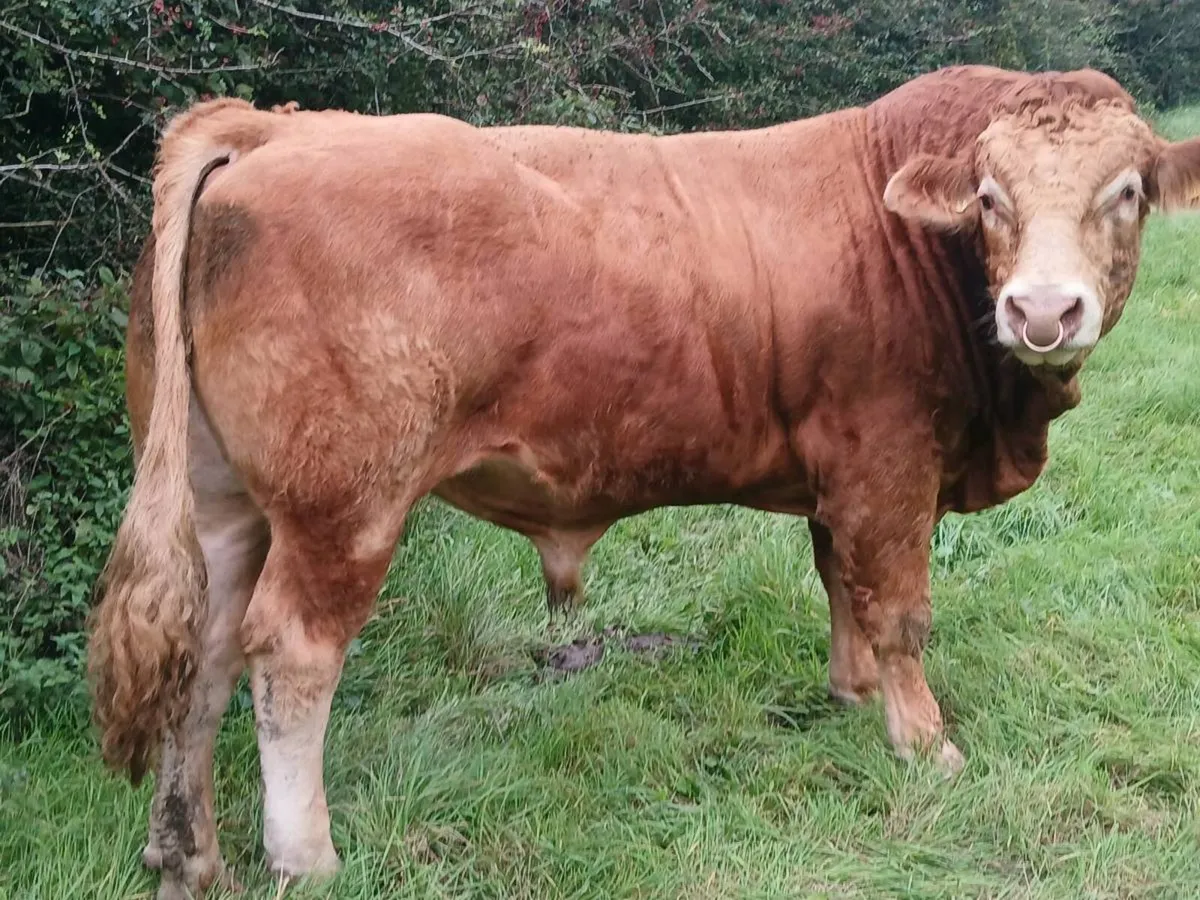5 star limousin bull - Image 1