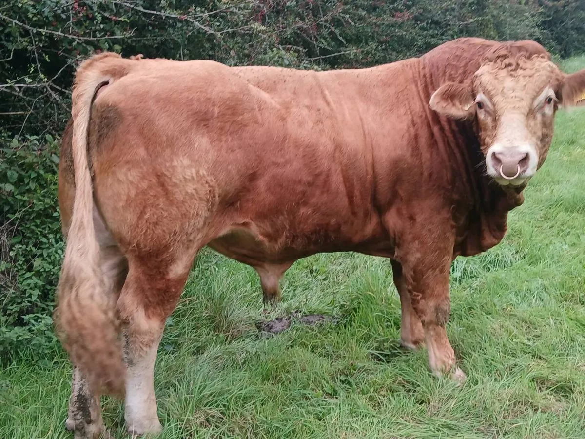 5 star limousin bull - Image 2