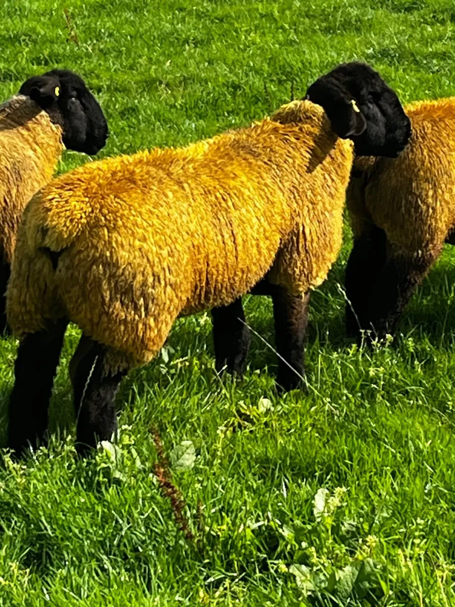 Choice of top class Suffolk ram lambs and one two - Image 1