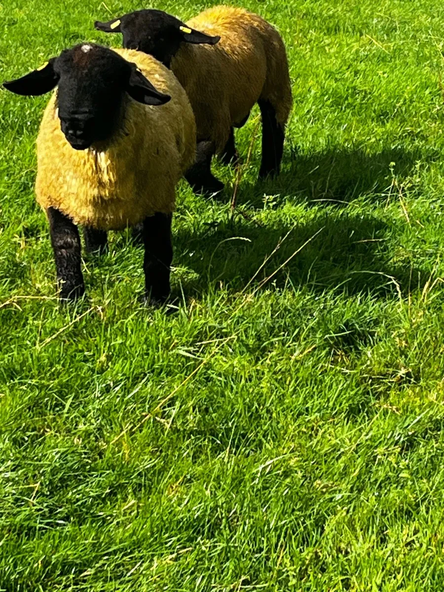Choice of top class Suffolk ram lambs and one two - Image 3