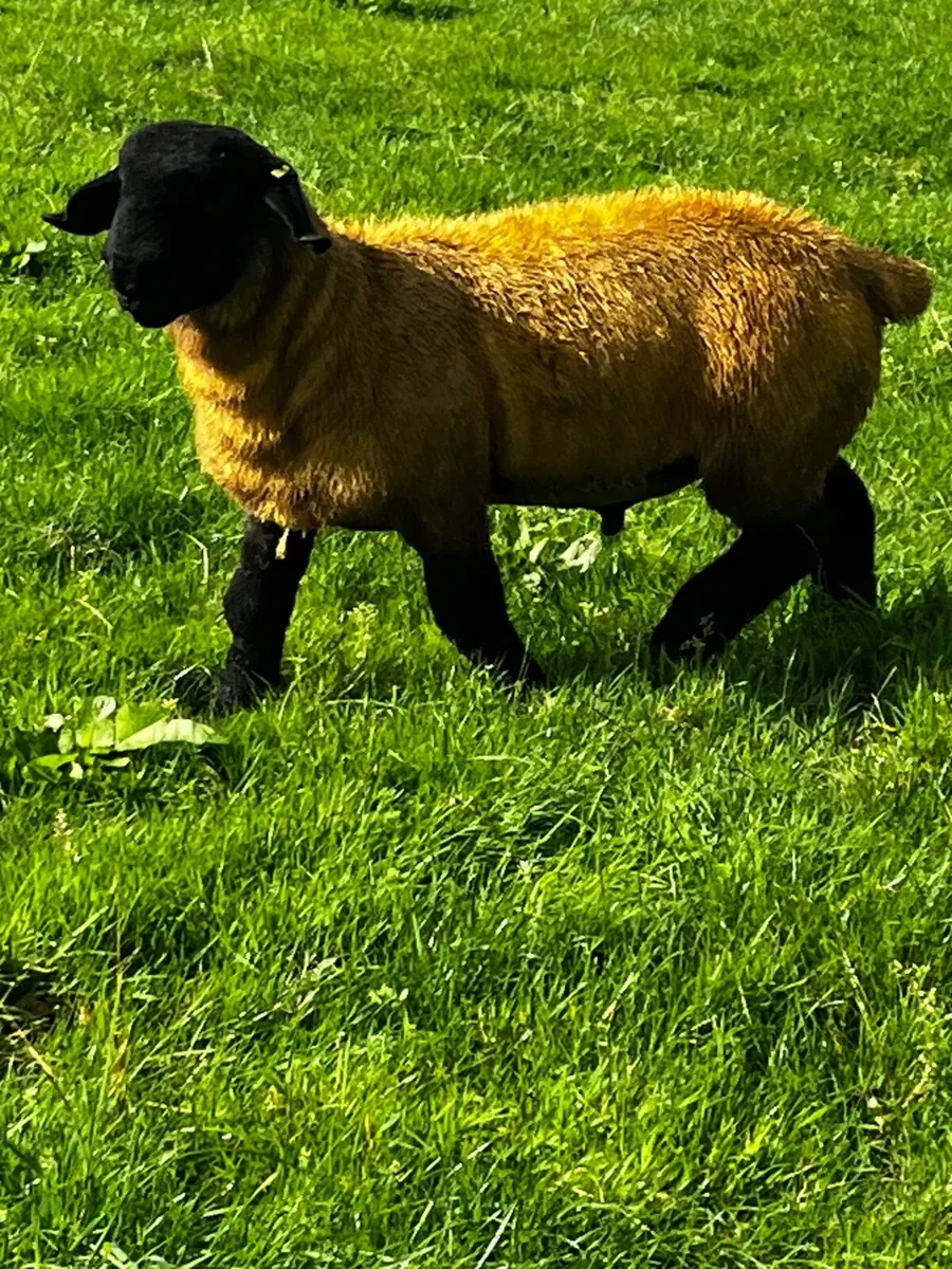 Choice of top class Suffolk ram lambs and one two - Image 4