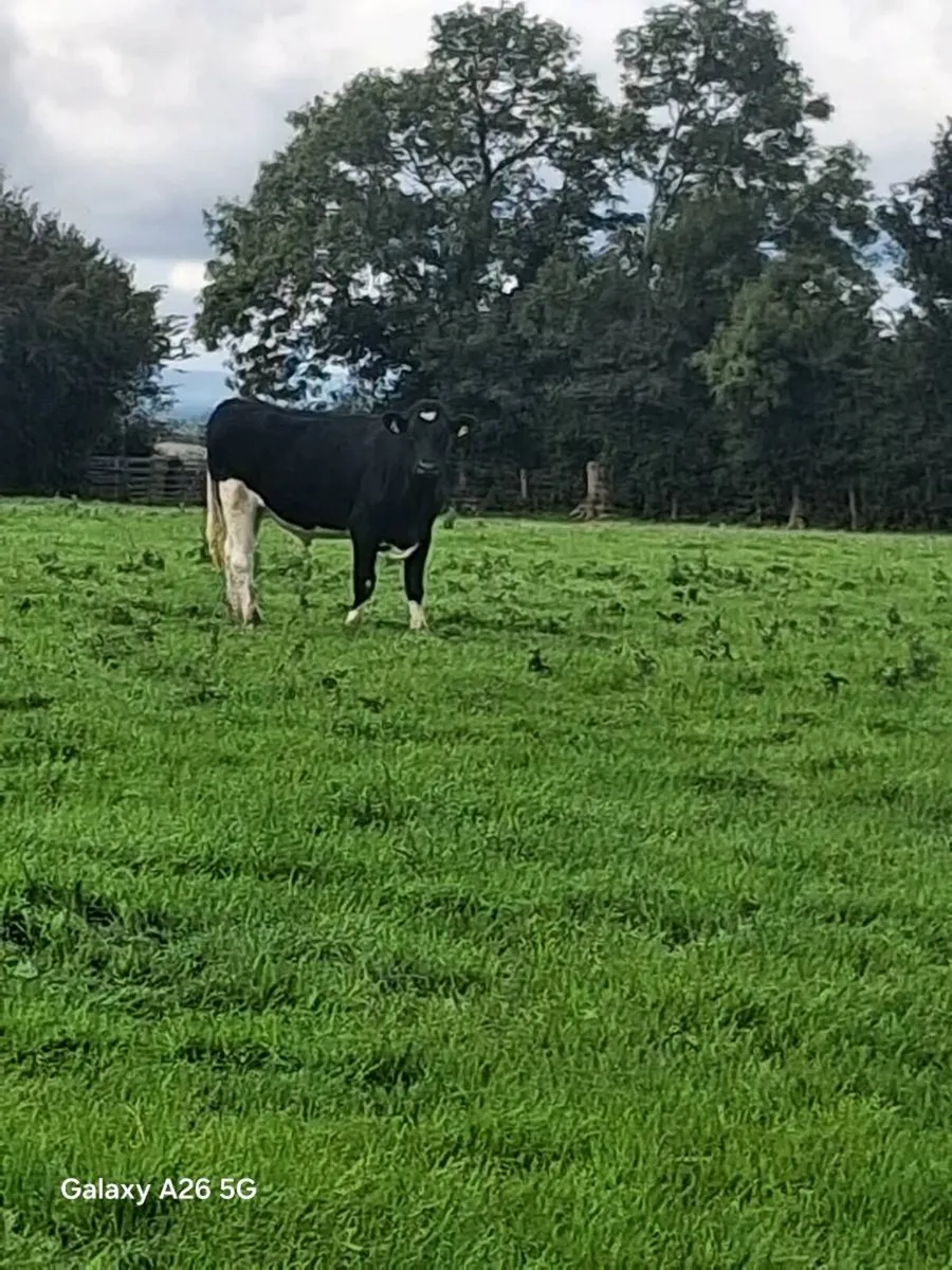 Friesian Bullocks - Image 2