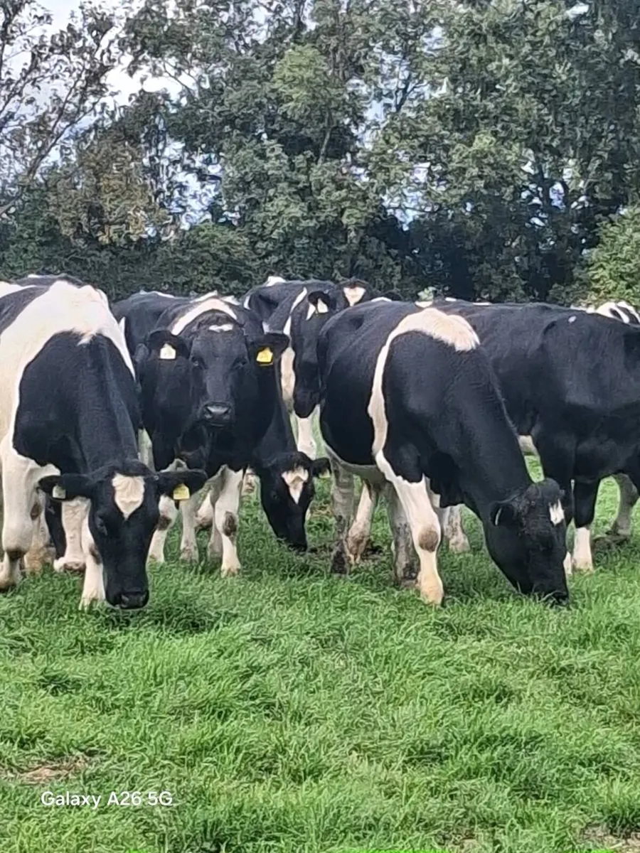 Friesian Bullocks - Image 3