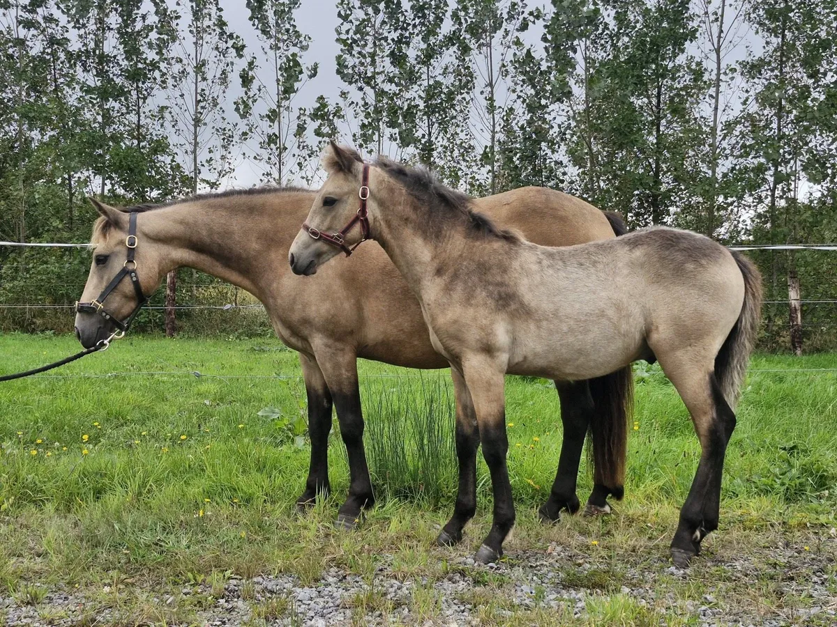 **Lot 17 **DUN mare in foal with foal at foot - Image 3