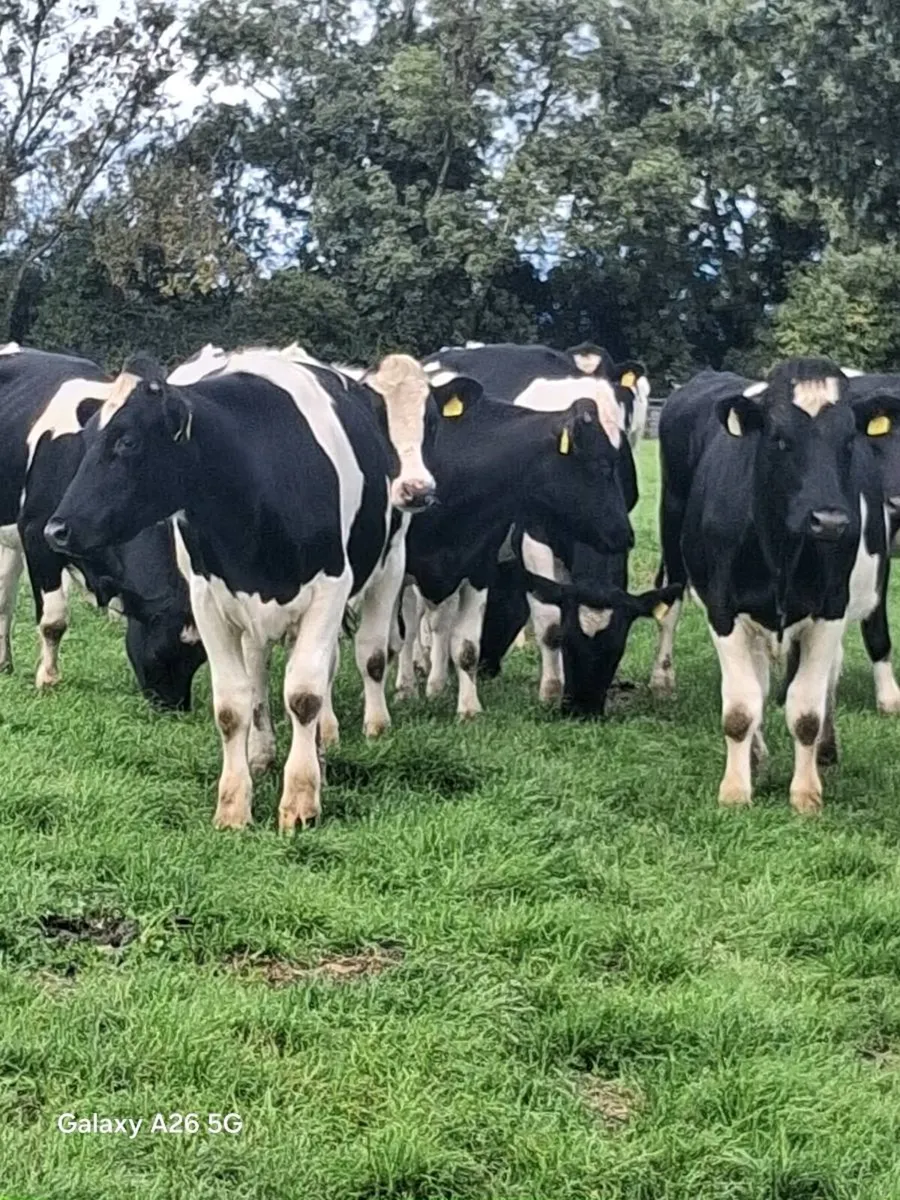 Friesian Bullocks - Image 4