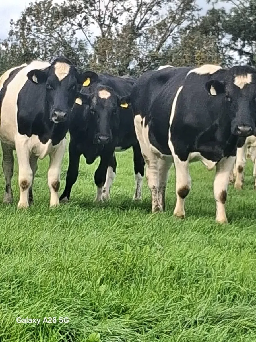 Friesian Bullocks - Image 1