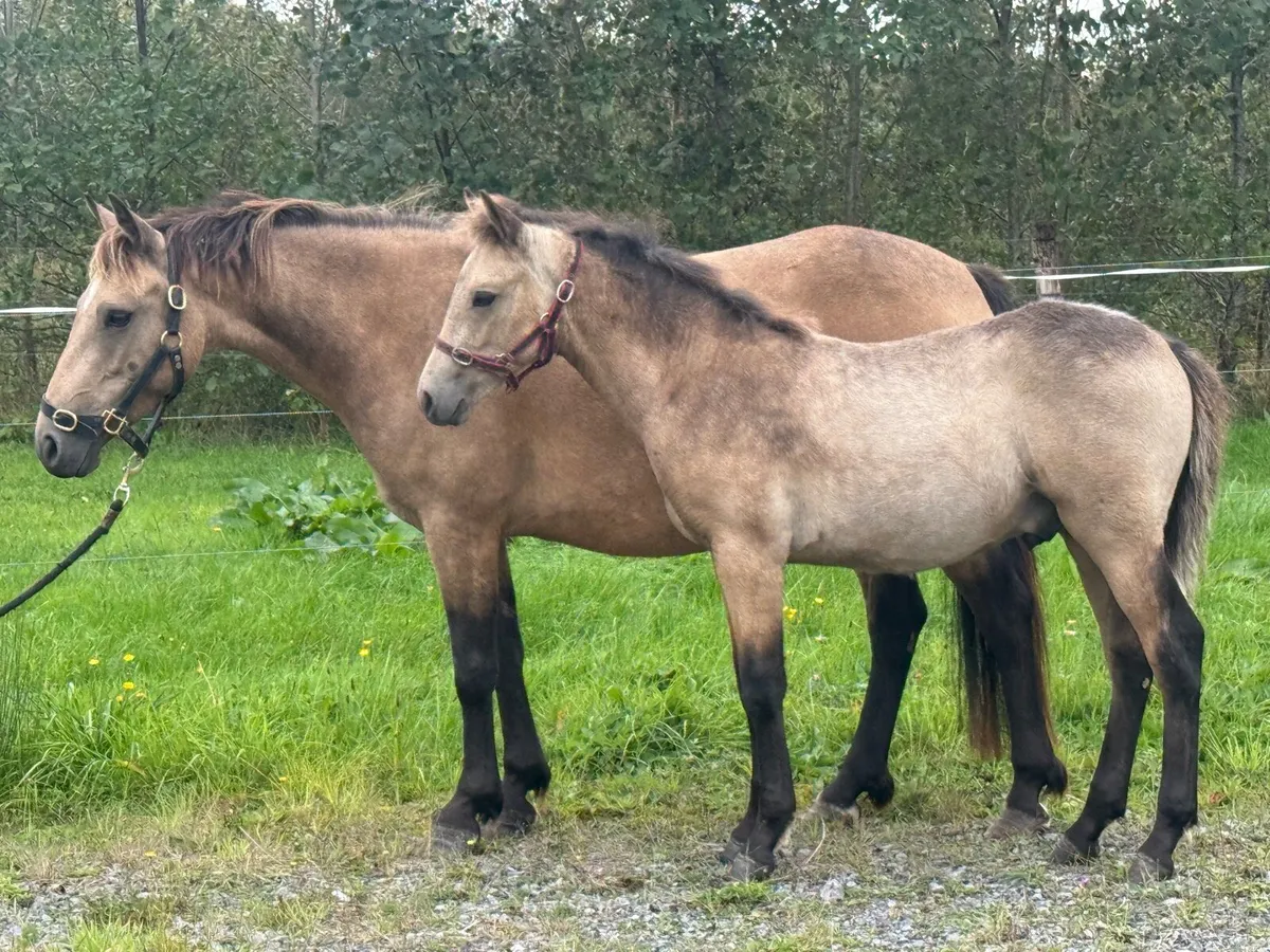 **Lot 17 **DUN mare in foal with foal at foot - Image 1