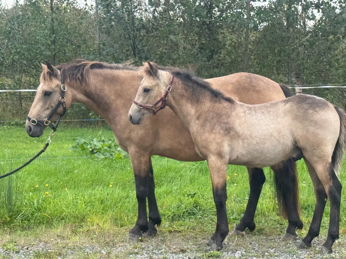**Lot 17 **DUN mare in foal with foal at foot - Image 2