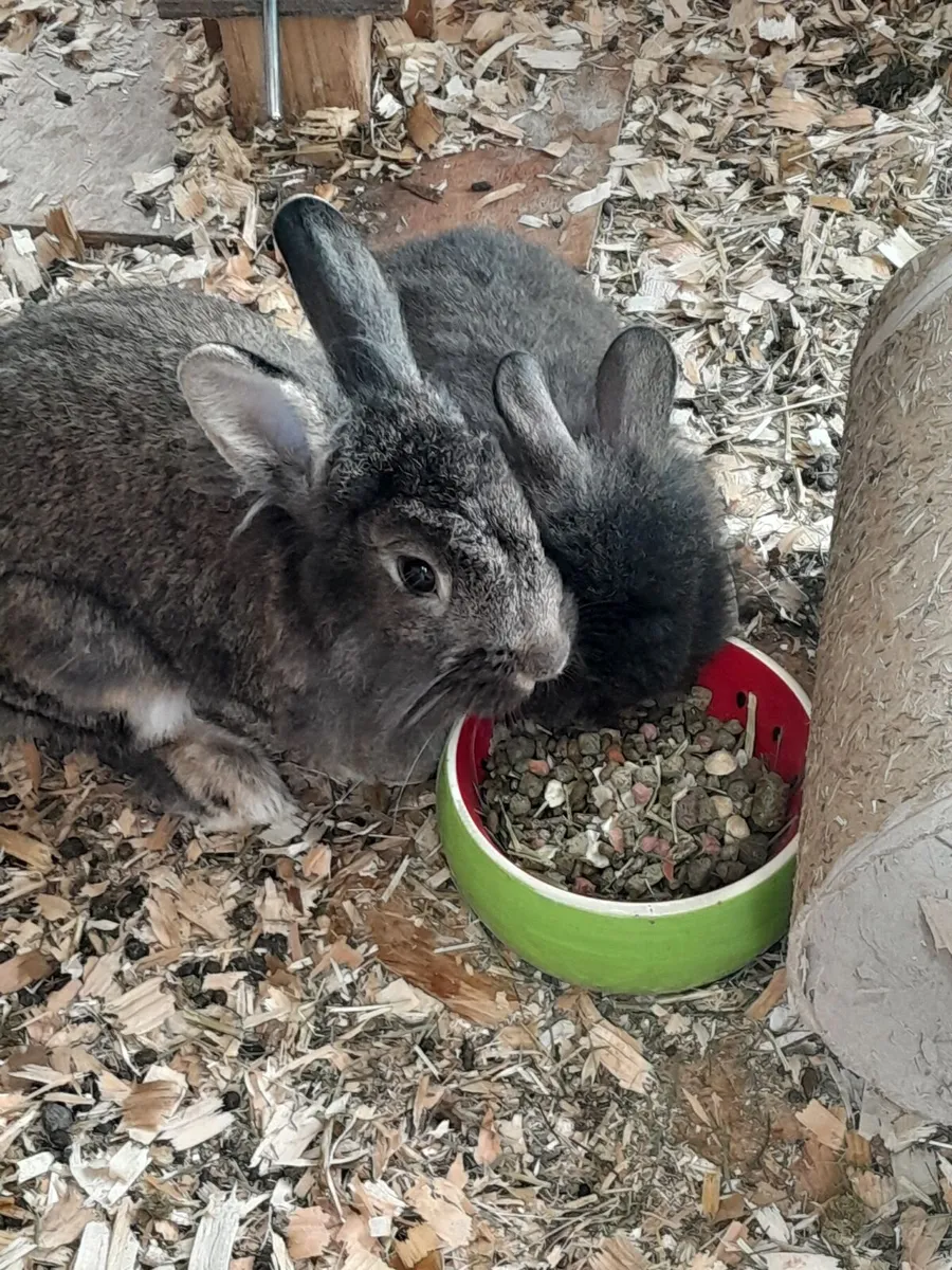 Rabbit - Image 1