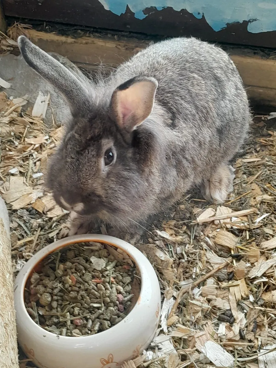 Rabbit - Image 2