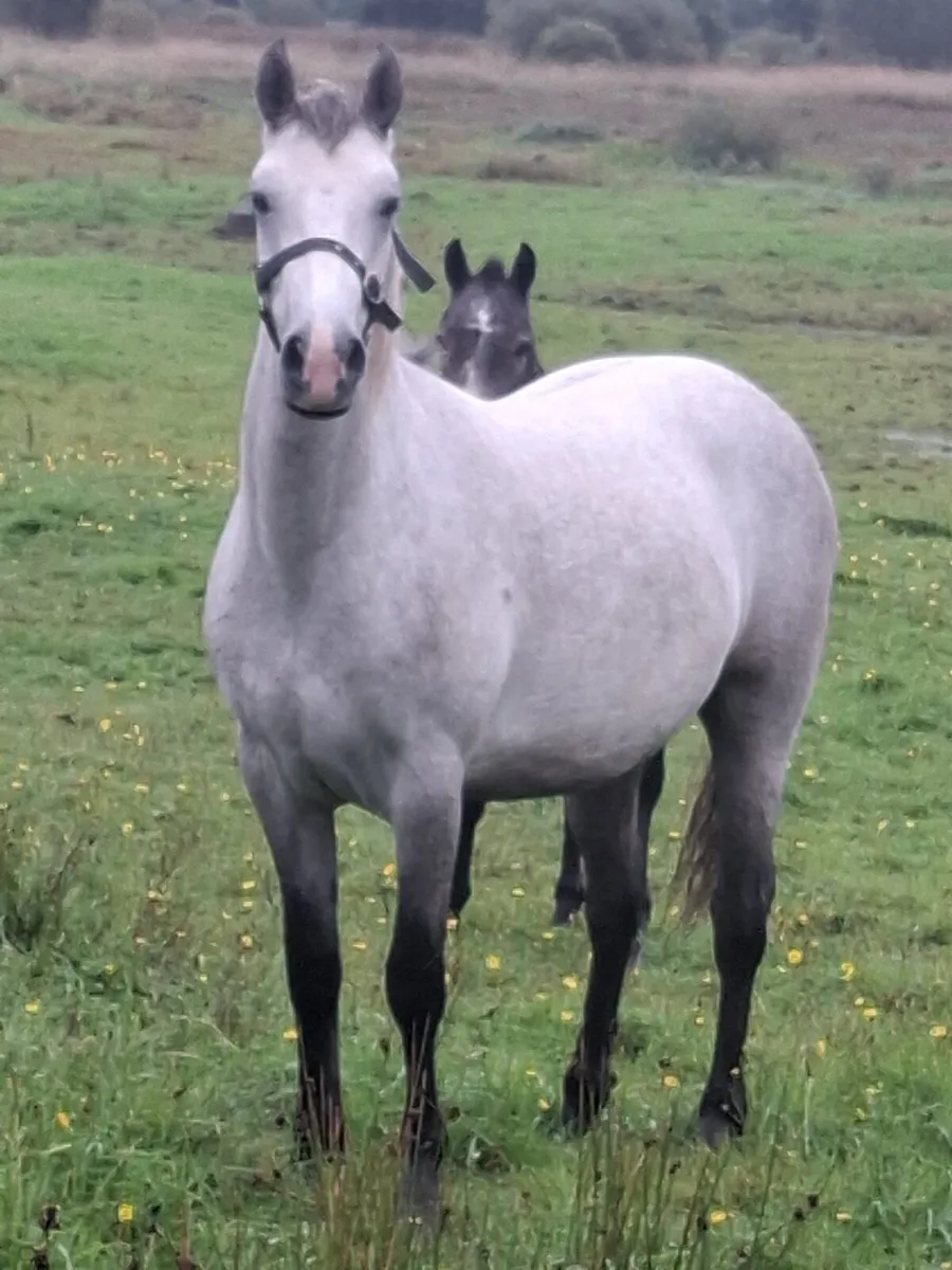 Connemara gelding - Image 1