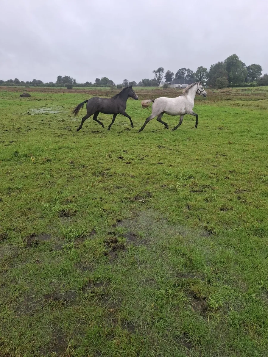 Connemara gelding - Image 3