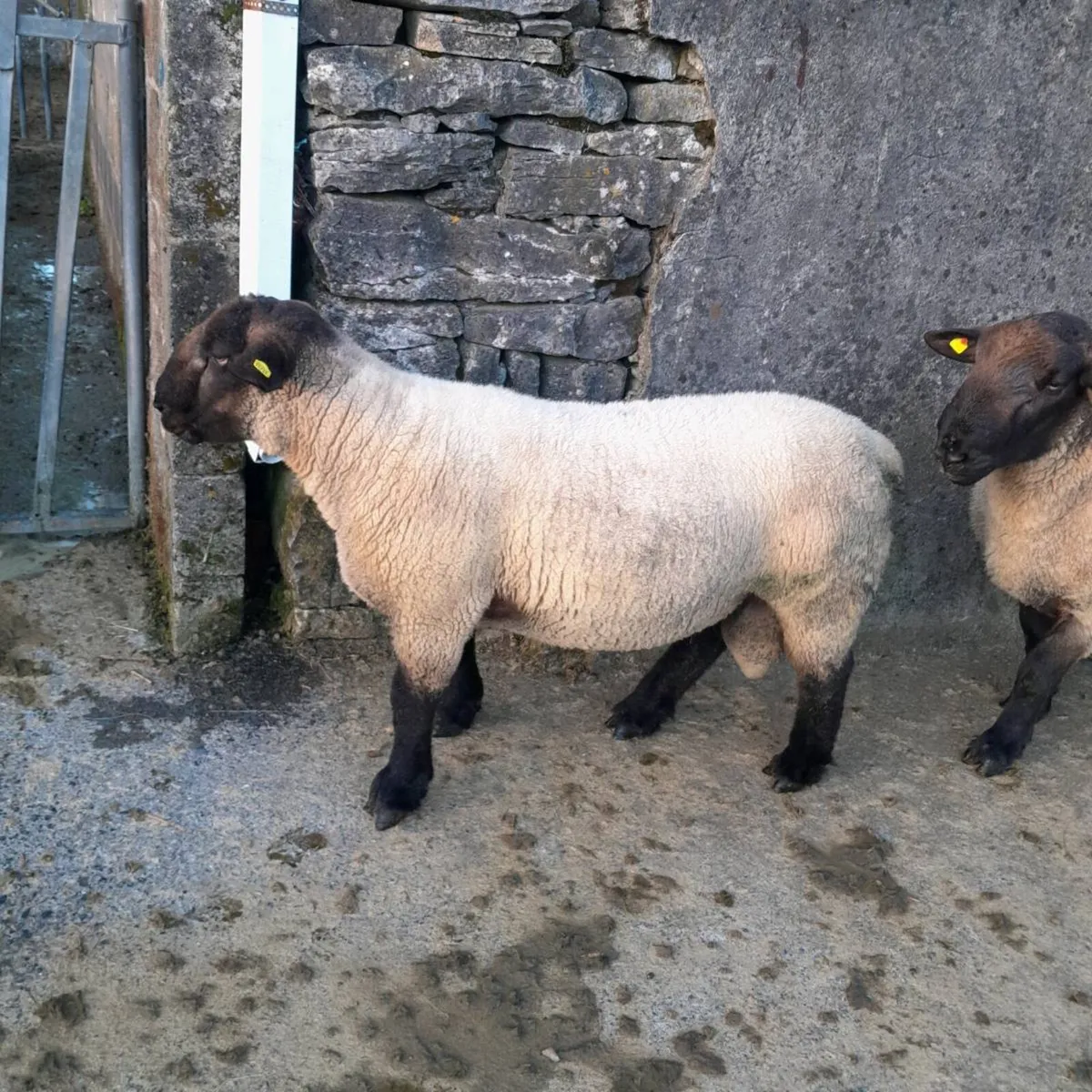 Suffolk rams - Image 1