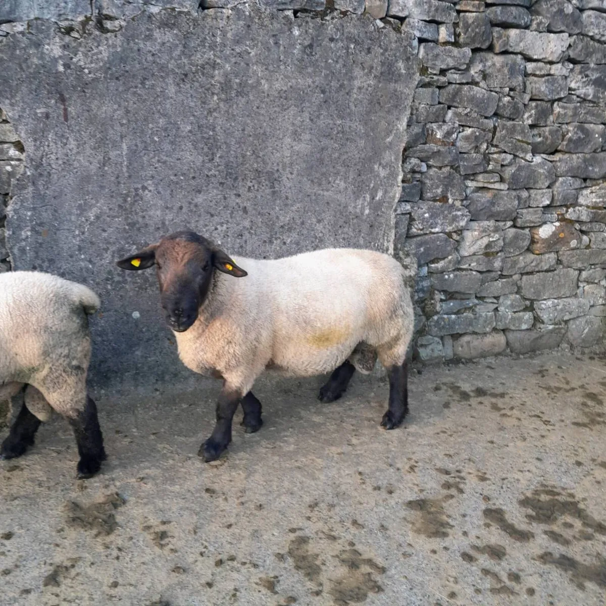 Suffolk rams - Image 3