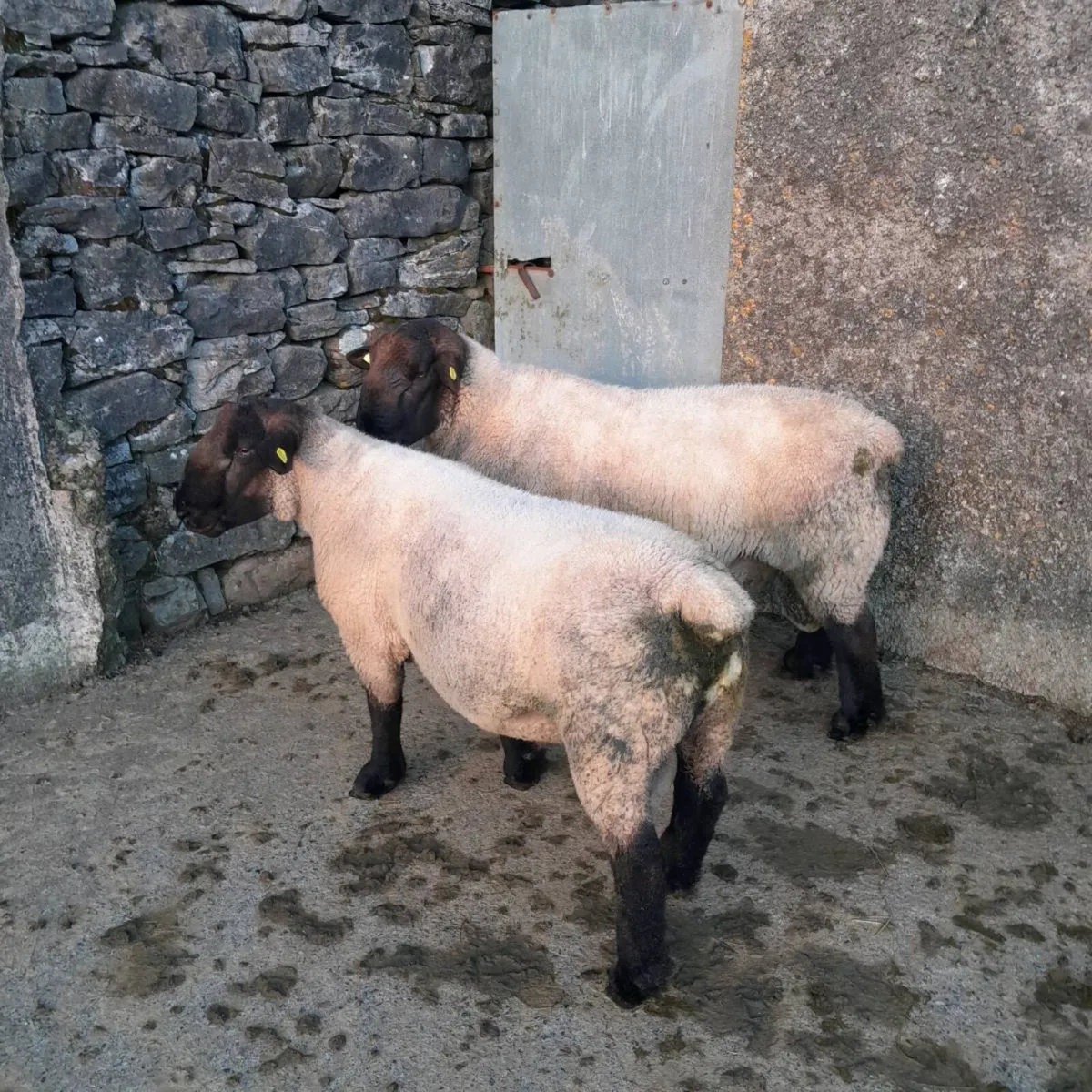 Suffolk rams - Image 2