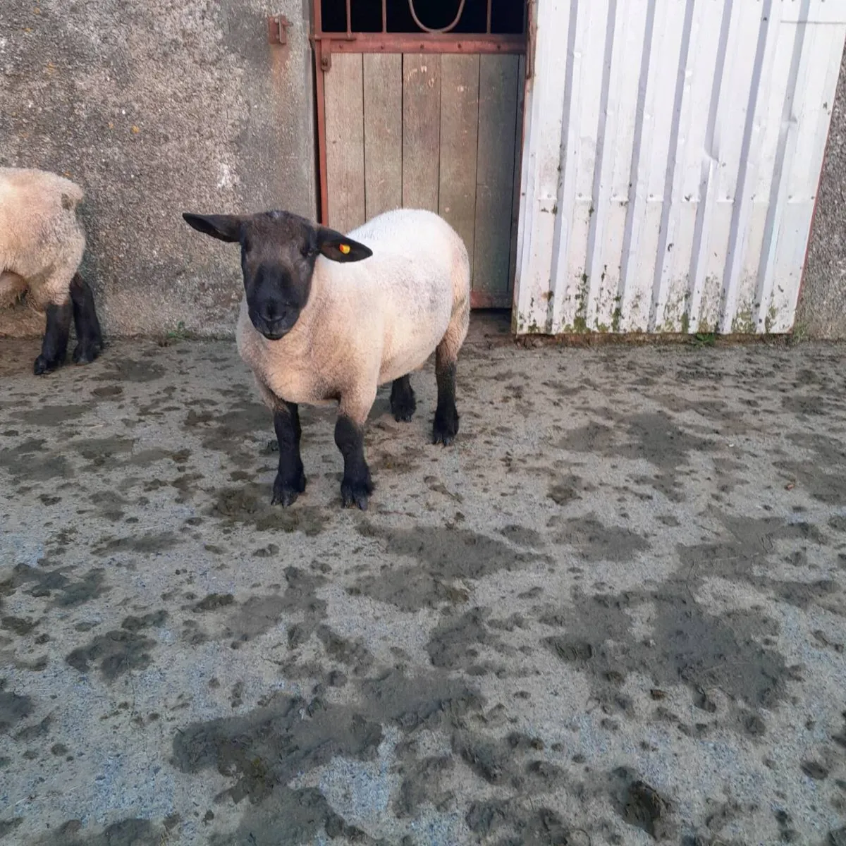Suffolk rams - Image 4