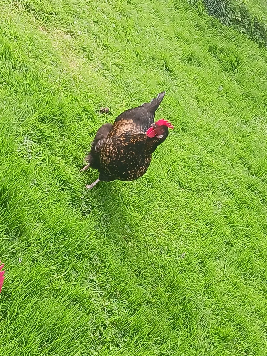 Chicken