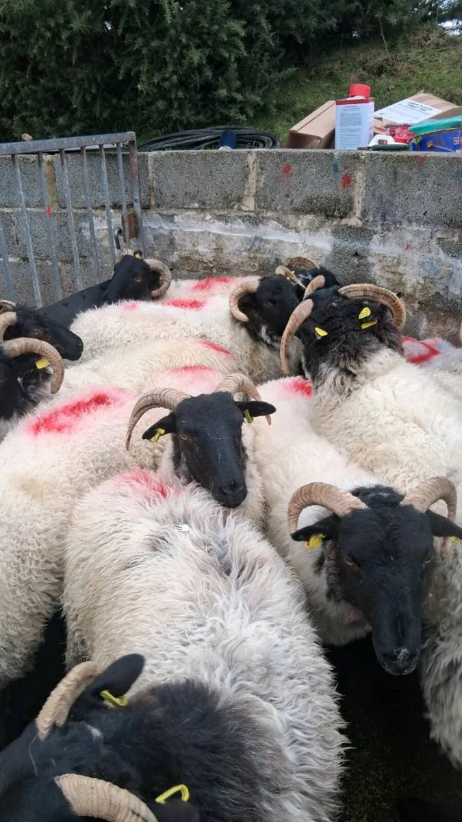 Hoggets - Image 1