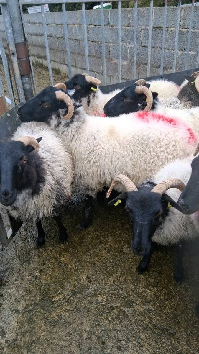 Hoggets - Image 2