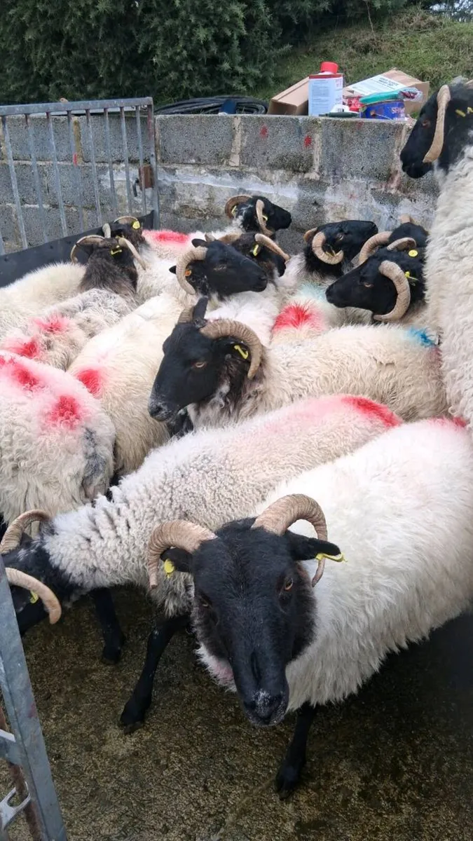 Hoggets - Image 3
