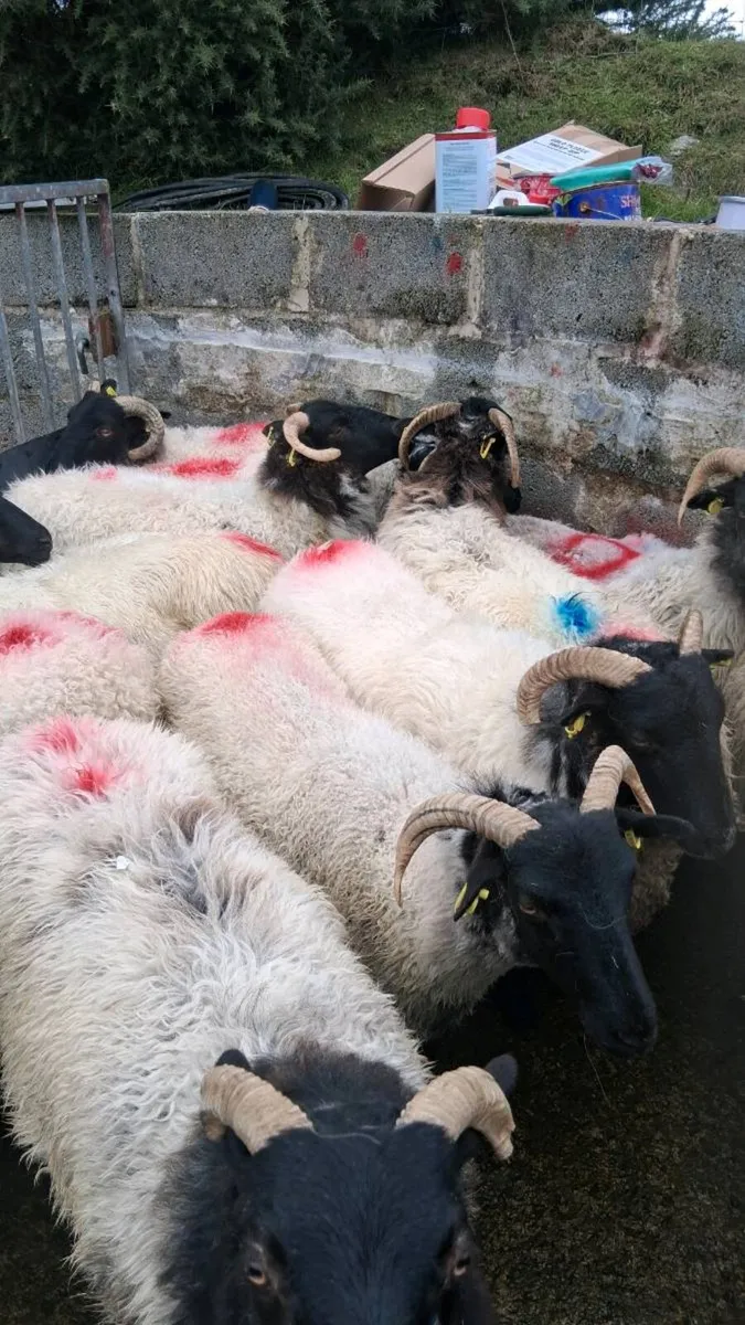 Hoggets - Image 4
