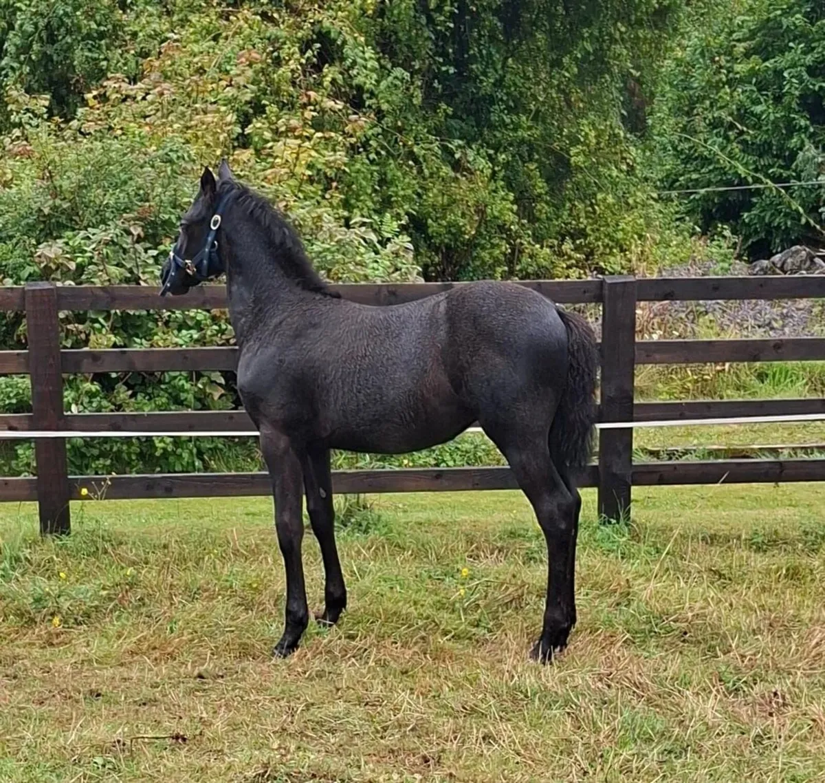 Silver Shadow / Kings Cornet Filly Foal - Image 1