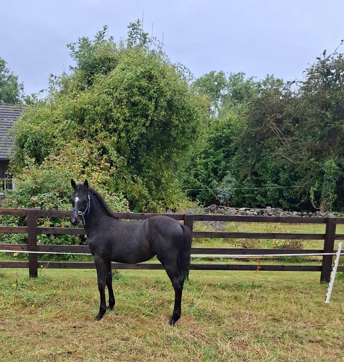 Silver Shadow / Kings Cornet Filly Foal - Image 2