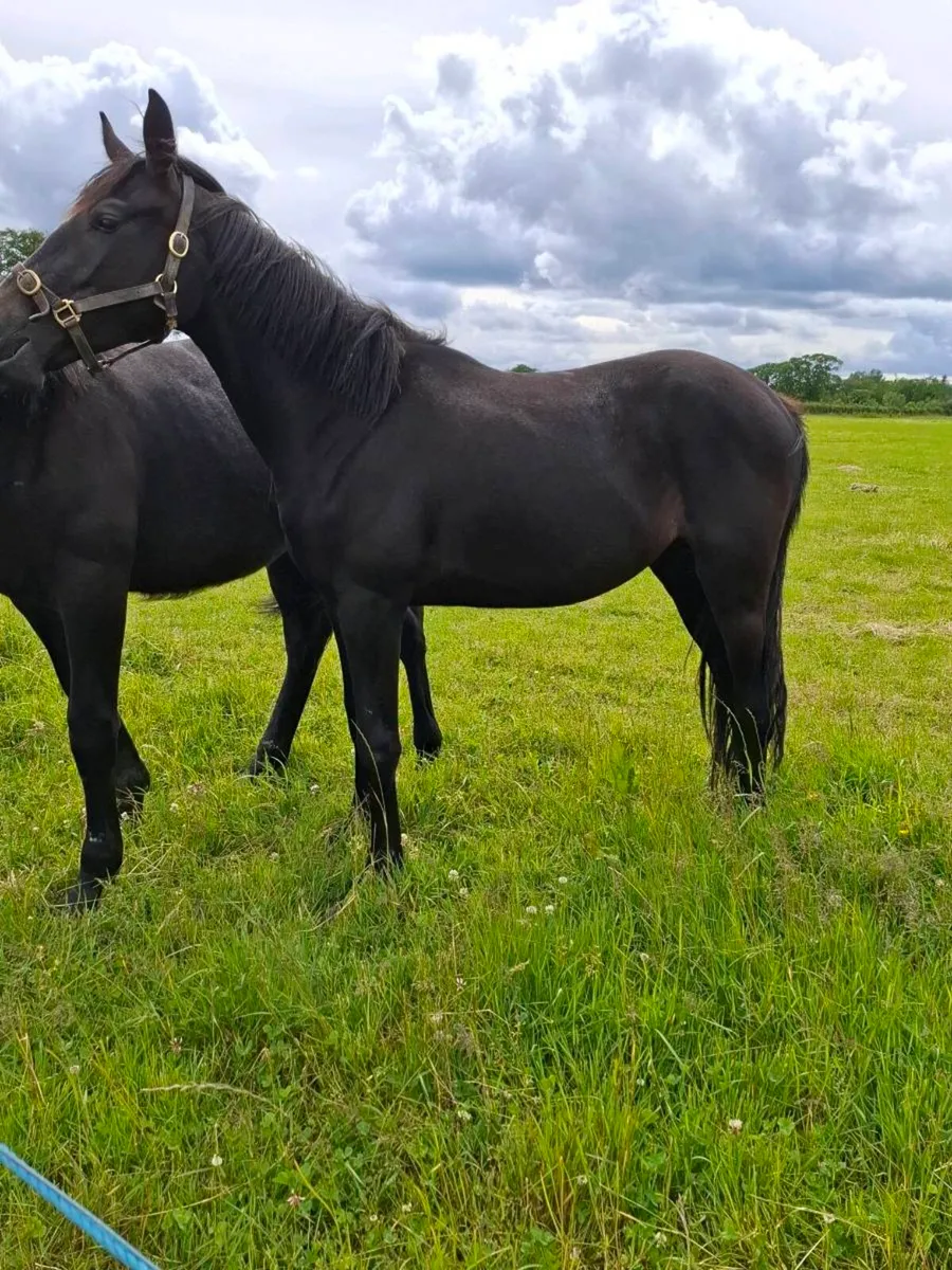 🇮🇪2yo Filly by Loch Cruise🇮🇪 - Image 2