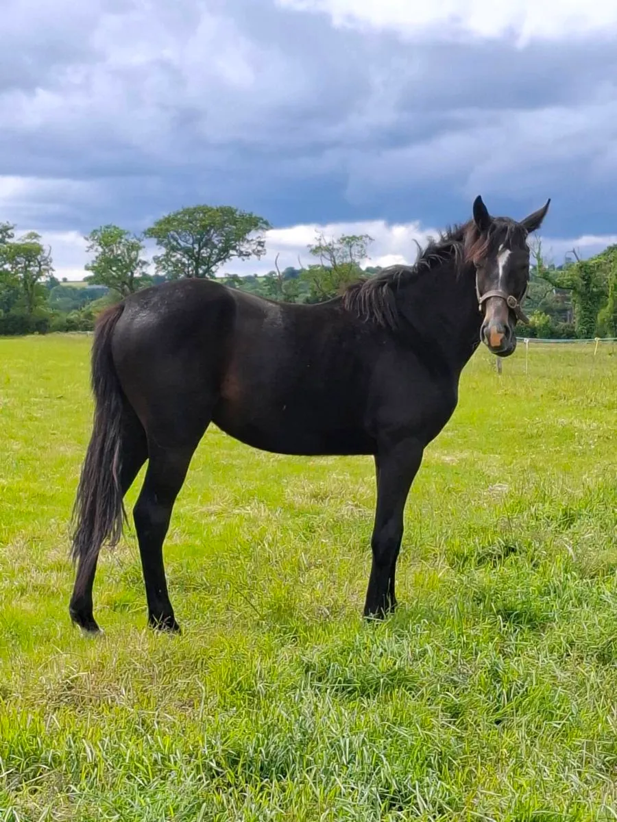 🇮🇪2yo Filly by Loch Cruise🇮🇪 - Image 3