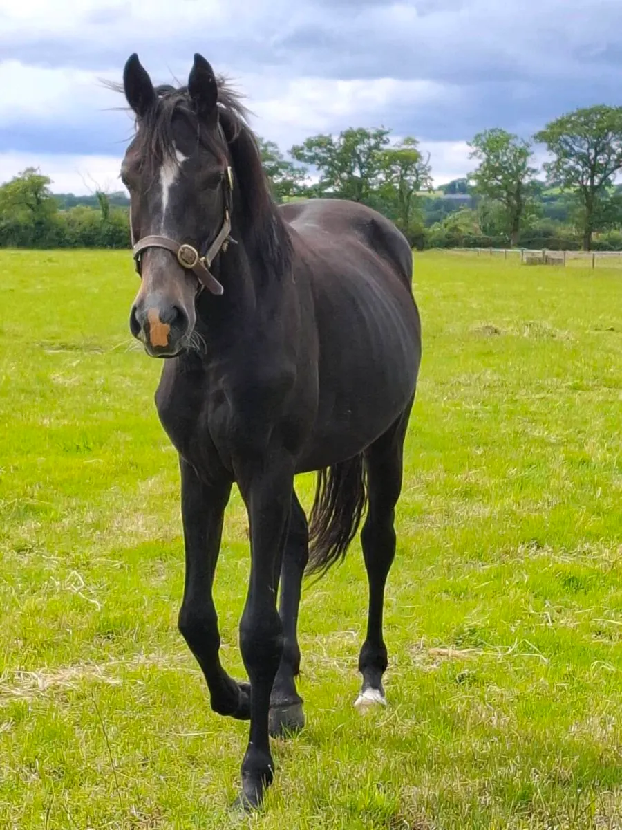 🇮🇪2yo Filly by Loch Cruise🇮🇪 - Image 4