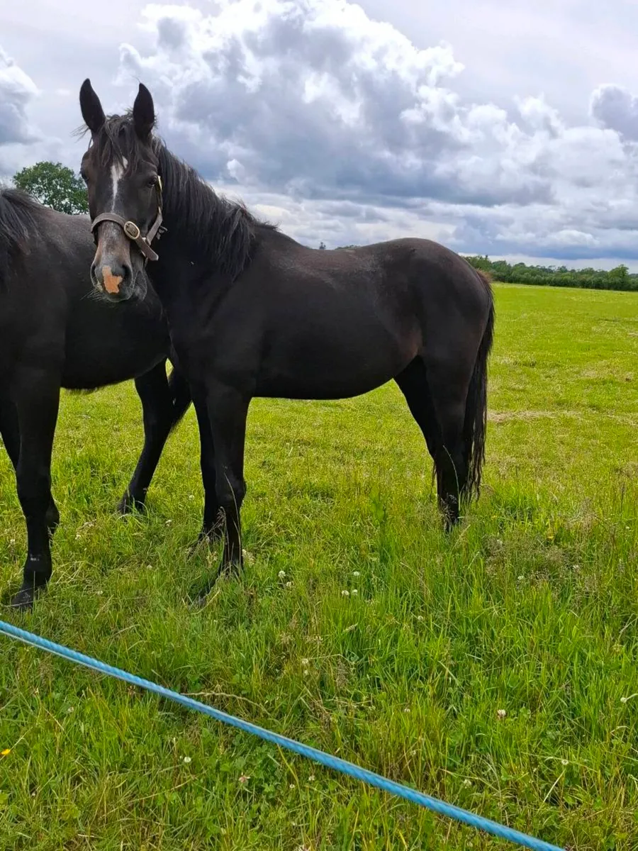 🇮🇪2yo Filly by Loch Cruise🇮🇪 - Image 1