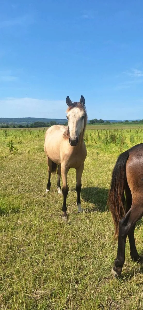 Dun Yearling Filly - Image 2