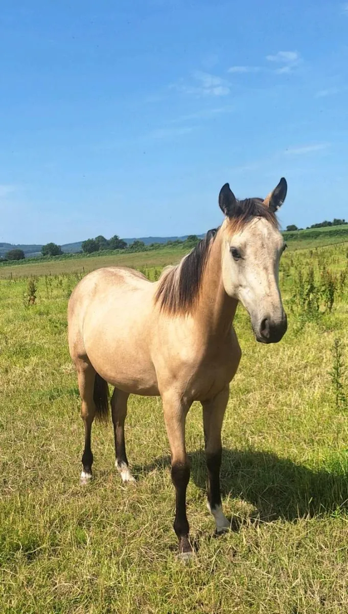 Dun Yearling Filly - Image 1