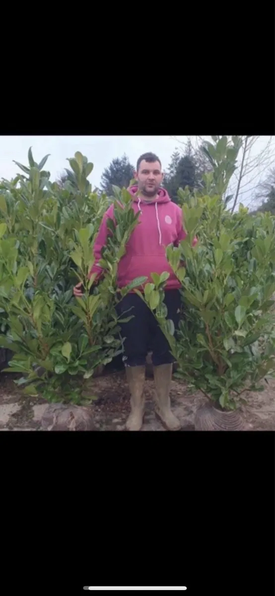 4-5ft Laurel