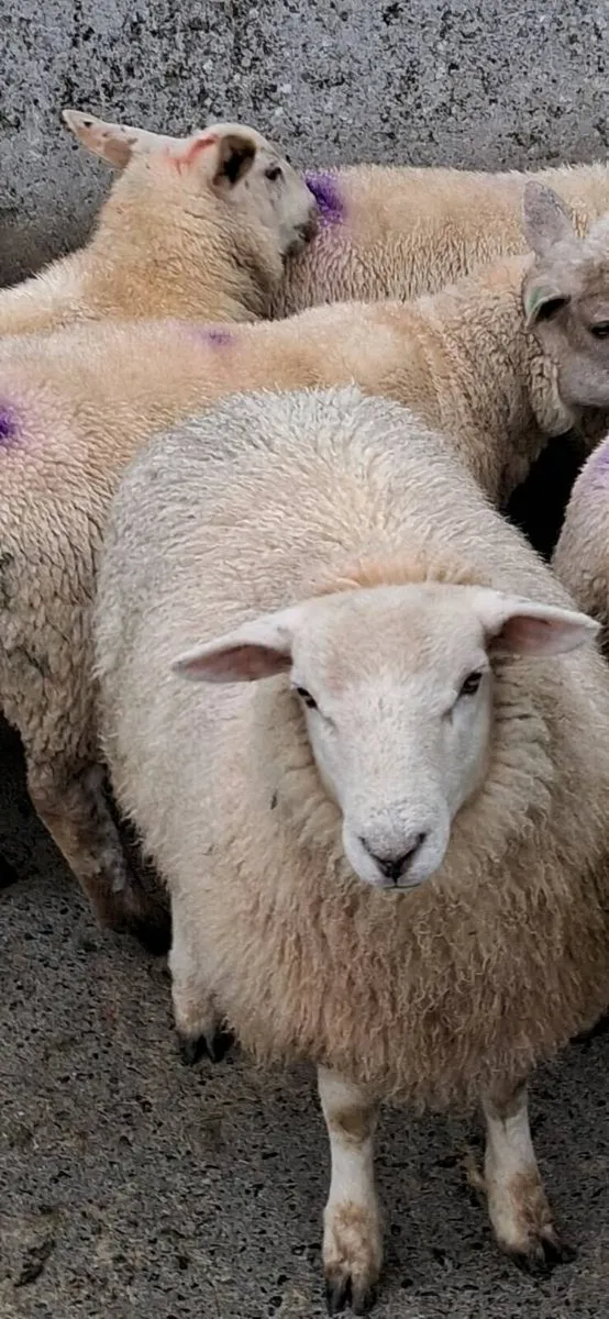 25 ewe lambs - Image 2
