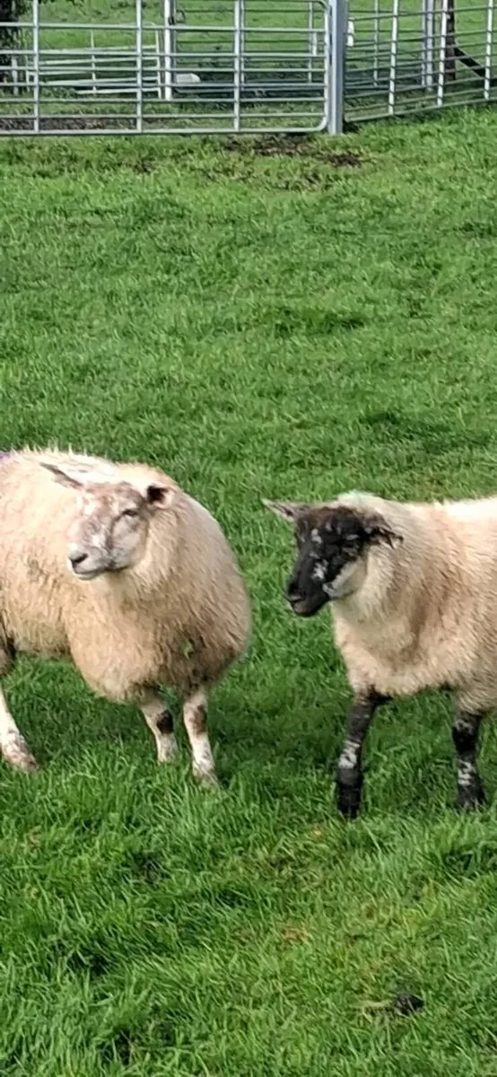 25 ewe lambs - Image 4