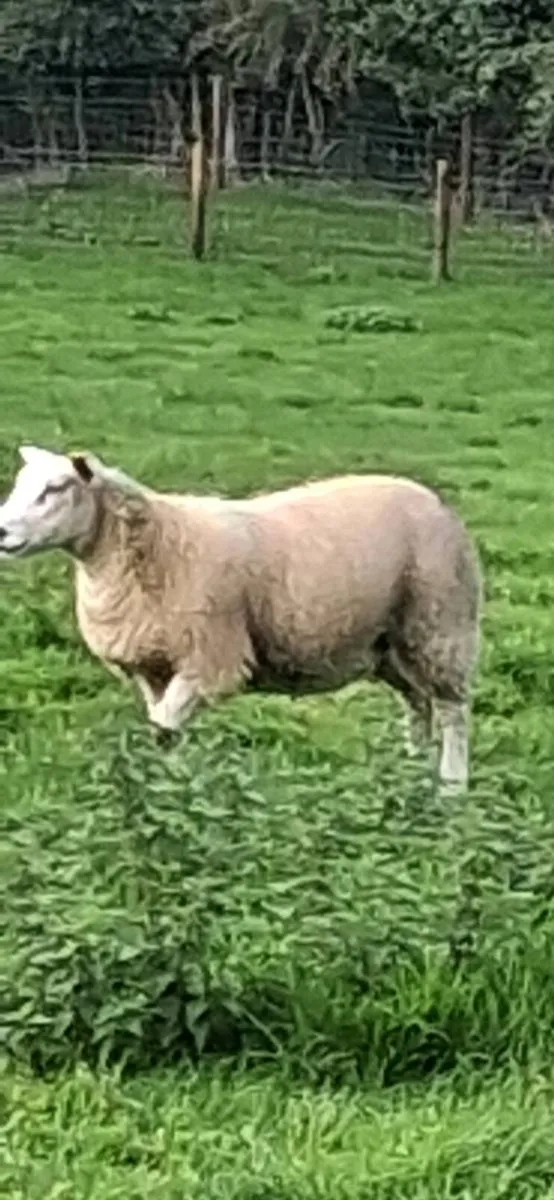 25 ewe lambs - Image 1