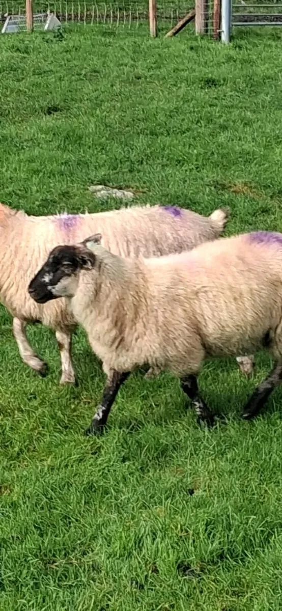 25 ewe lambs - Image 3