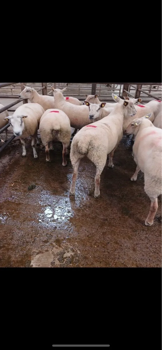 Texel ewe Hoggets for sale