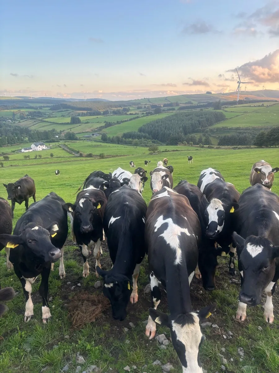 Maiden heifers - Image 1