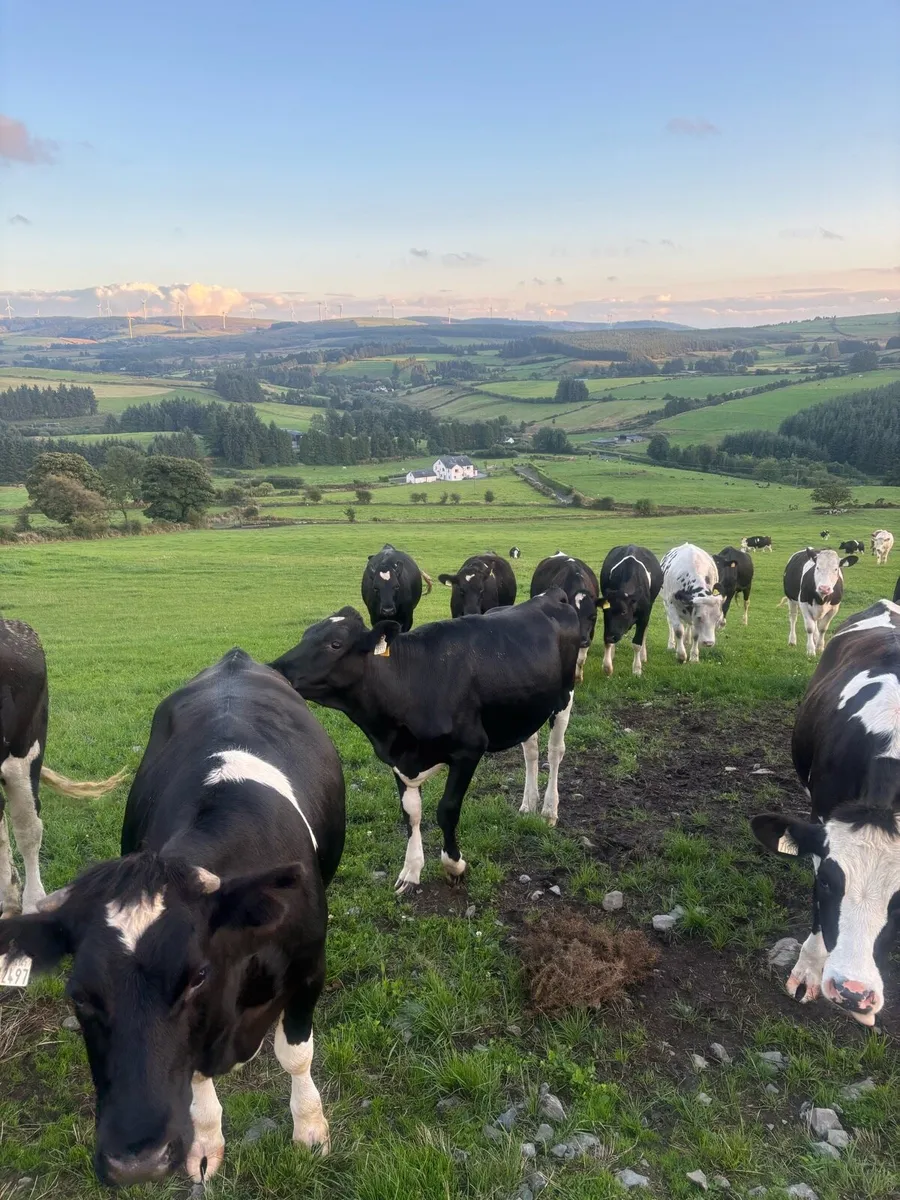 Maiden heifers - Image 2