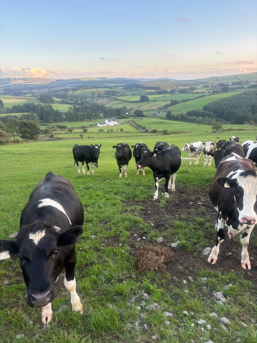 Maiden heifers - Image 4