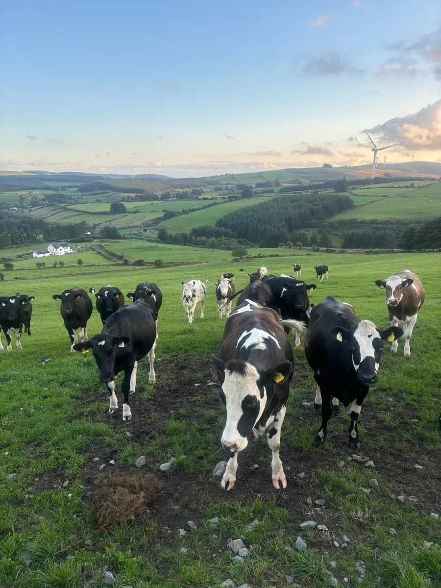 Maiden heifers - Image 3