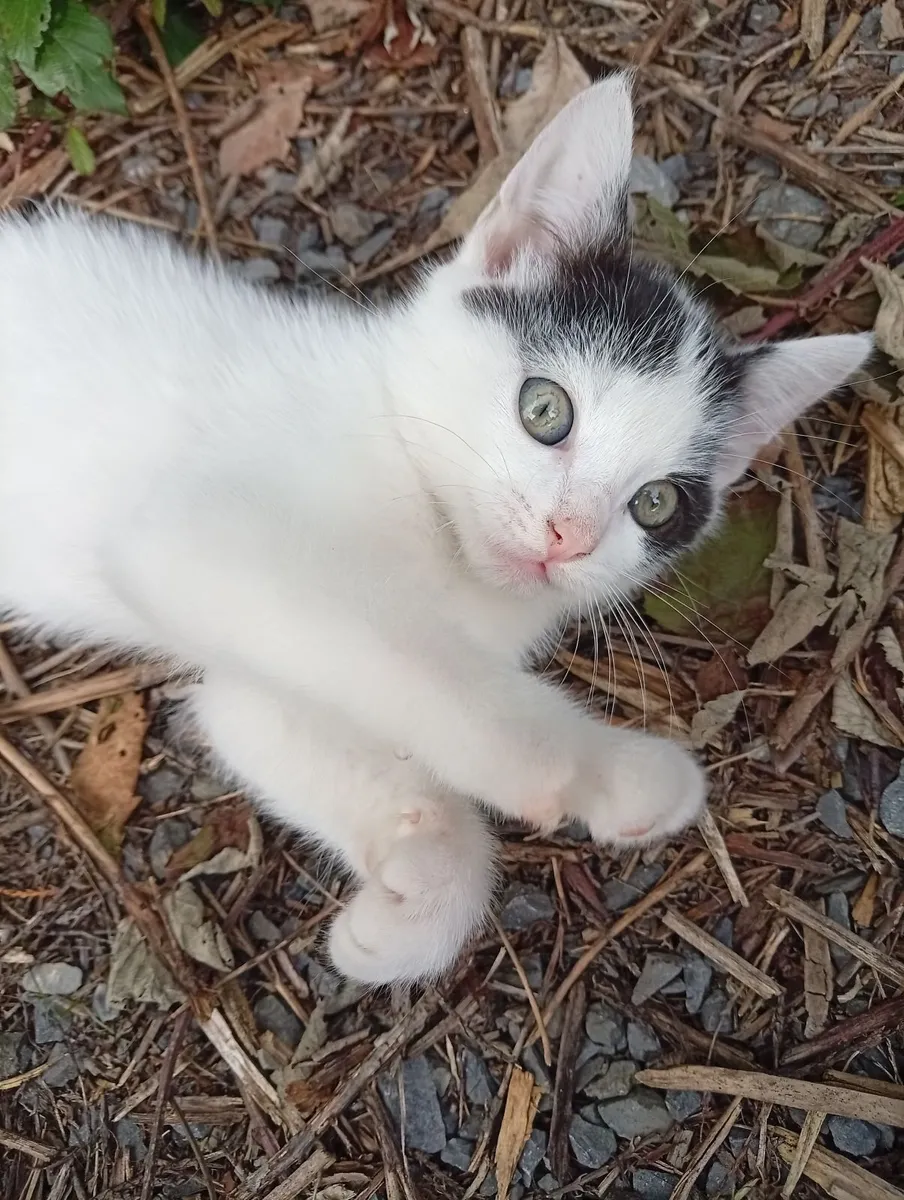 Kittens - Image 1