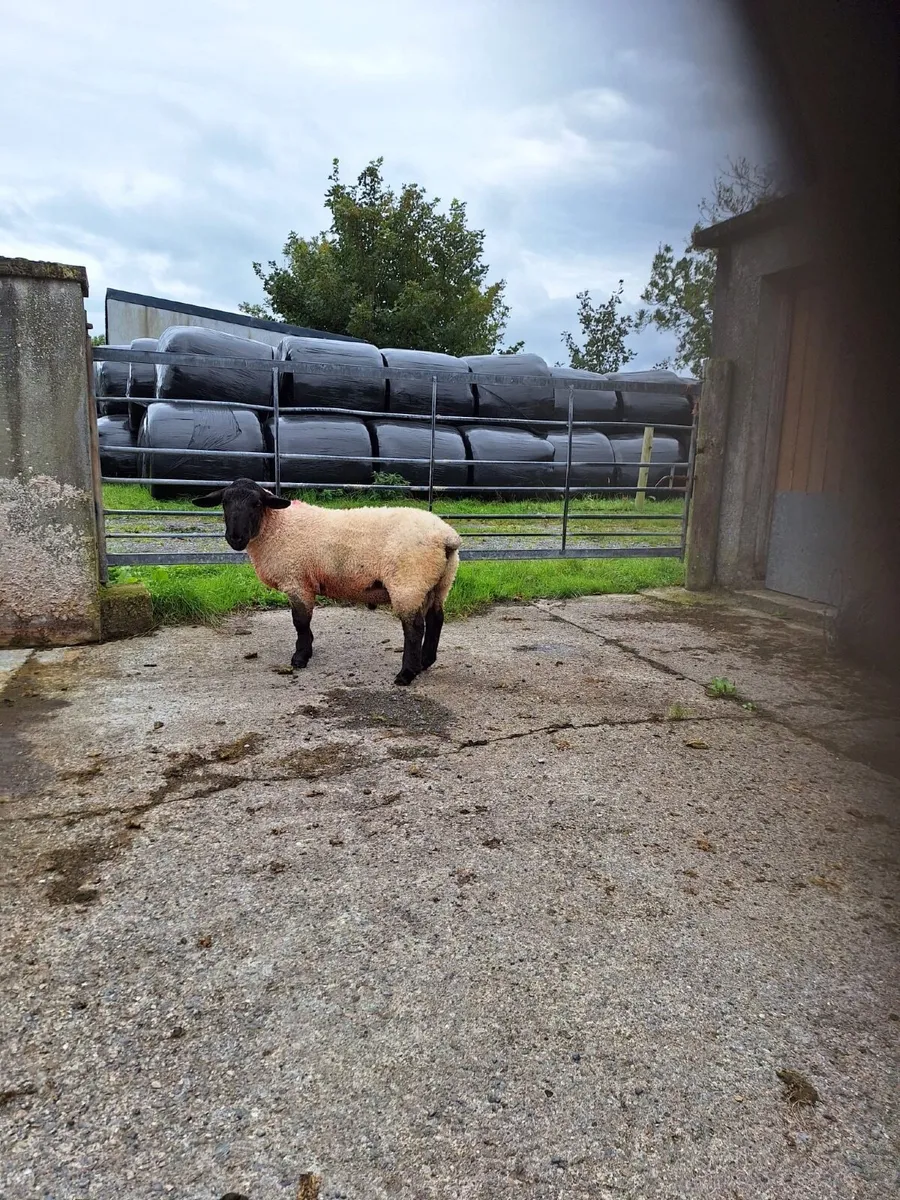 Suffolk rams (3) - Image 1