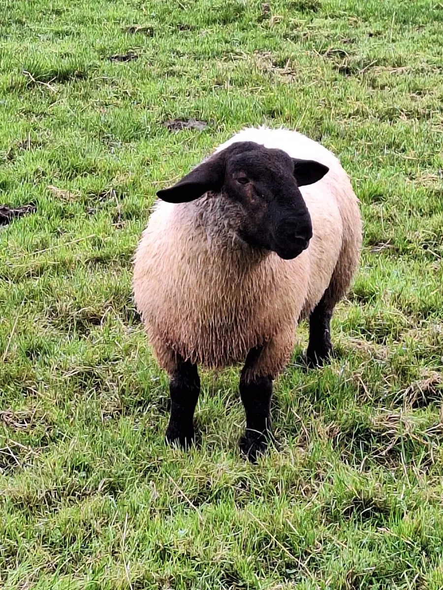 Suffolk rams (3) - Image 2