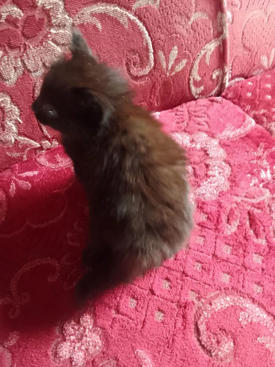 Ragdoll Tabby kitten - Image 2