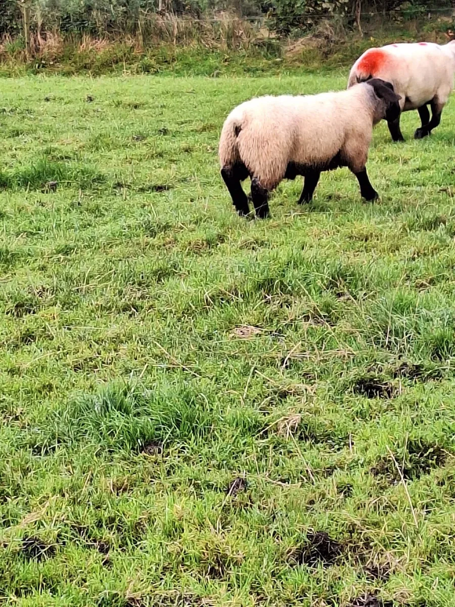 Suffolk rams (3) - Image 3